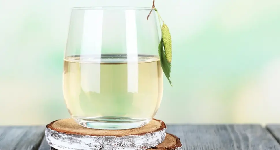 La sève de Bouleau : Pourquoi est-ce la star des cures Detox ?