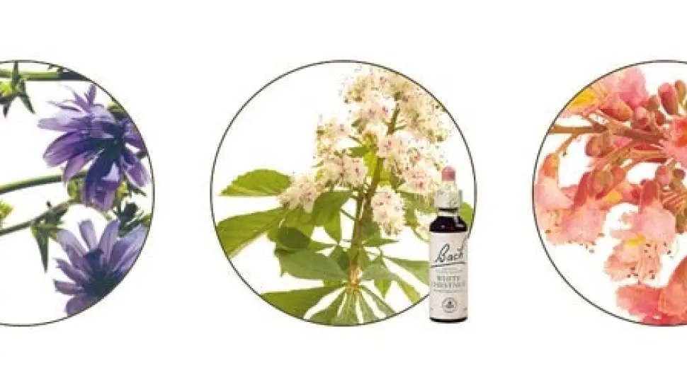 Fleurs de Bach : Etre serein pour le bac de son ado