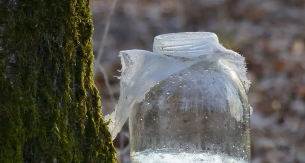 La sève de bouleau, merveilleuse cure de printemps