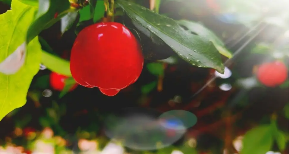 Acérola, le fruit le plus riche en vitamine C