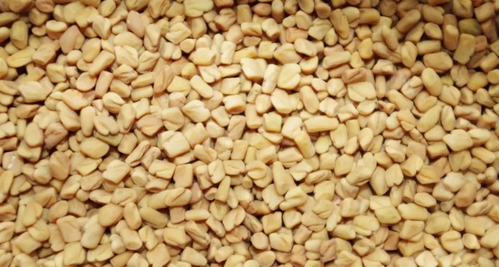 L’huile de fenugrec : l’huile la plus tendance du moment