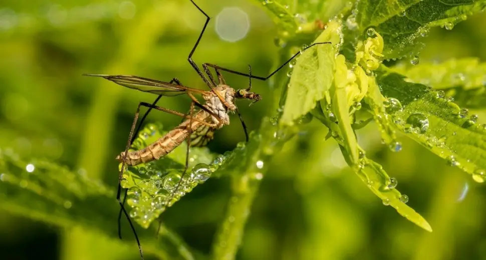 Bzzzz Anti Moustiques & Huiles essentielles, nos répulsifs naturels