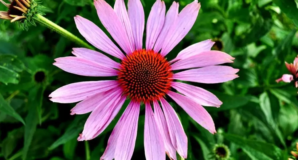 Coté Herboristerie : Les plantes de l’immunité pour une rentrée en pleine forme