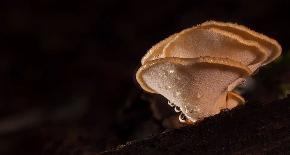 Siitake, Reishi & Maïtaké : Les champignons de l’immunité