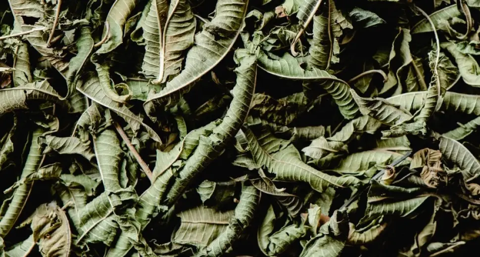 La verveine, La plante incontournable des tisanes pour dormir