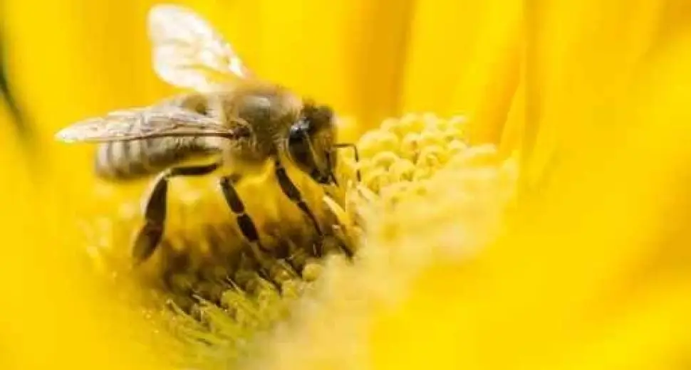 Préparer son hiver avec les produits de la ruche