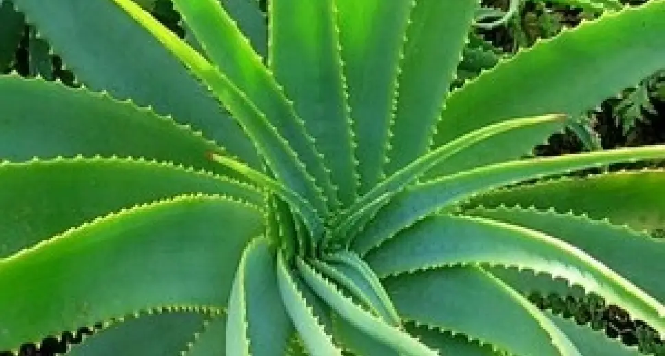 Remède naturel contre les coups de soleil... L'Aloe Vera