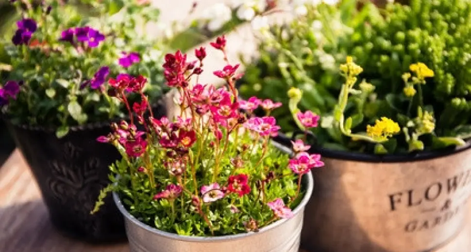 Coté Herboristerie,  préparez des tisanes maison avec les plantes du jardin.
