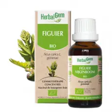 Figuier - Macérat concentré de bourgeons BIO