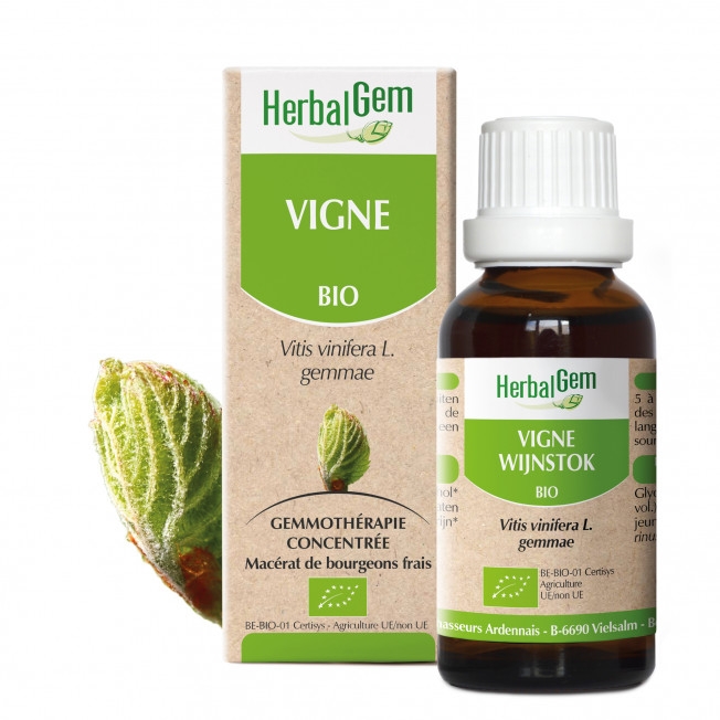 Vigne - Macérat concentré de bourgeons BIO