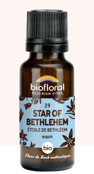  Star of Bethlehem - Etoile de Bethléem N°29