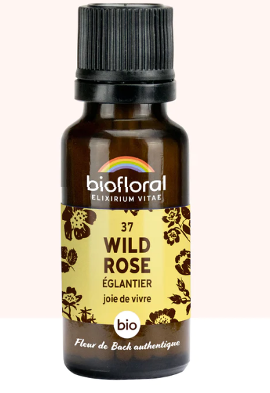 Wild rose - Eglantier N°37
