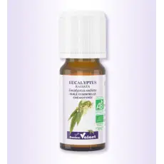 Eucalyptus radiata - Huile essentielle BIO