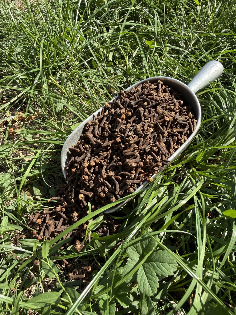 GIROFLE CLOU fruit - Tisane vrac