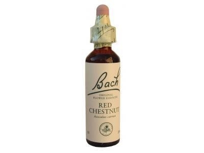 Red Chestnut Marronnier Rouge N°25 DDM