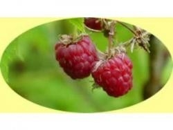 Tisane Framboisier (rubus idaeus) - 1Kg