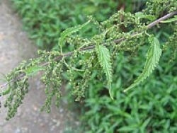 Plante Ortie Piquante feuille Bio 50 g - Tisane et Infusion de plantes  simples - Herbier de Gascogne