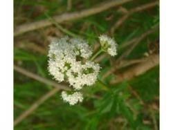 Tisane de Valériane - Valeriana officinalis - Racine coupée en Vrac 100g