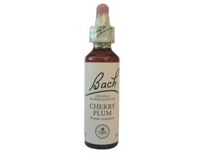 Cherry Plum Prunier Myrobolan N°6