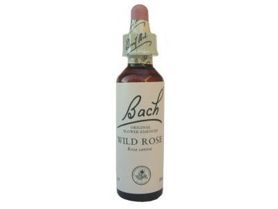 Wild Rose Eglantine N°37