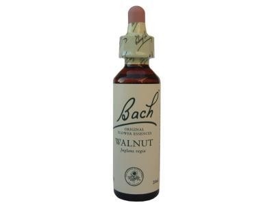 Walnut Noyer N°33