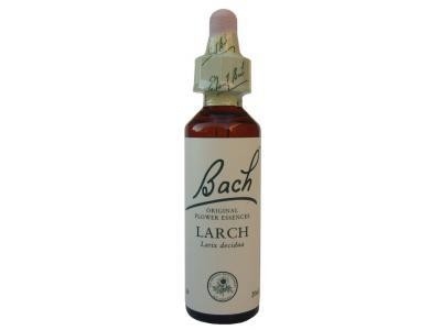 Larch Mélèze N°19