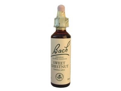 Sweet Chestnut - Châtaignier N°30